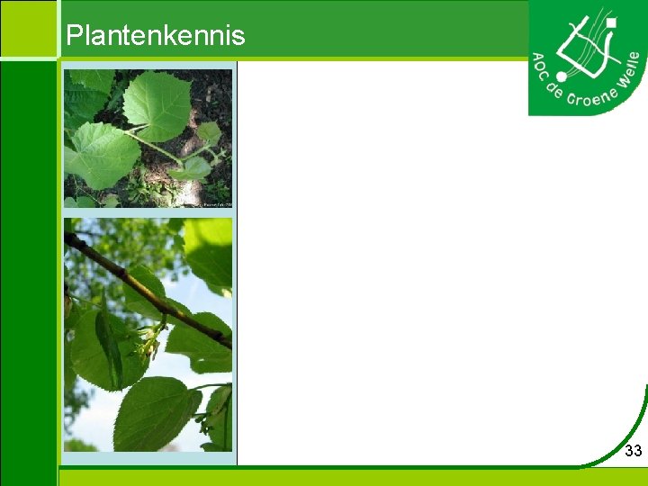 Plantenkennis 33 