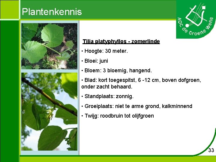 Plantenkennis Tilia platyphyllos - zomerlinde • Hoogte: 30 meter. • Bloei: juni • Bloem: