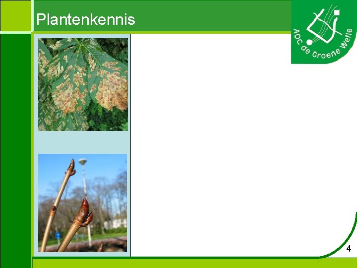 Plantenkennis 4 