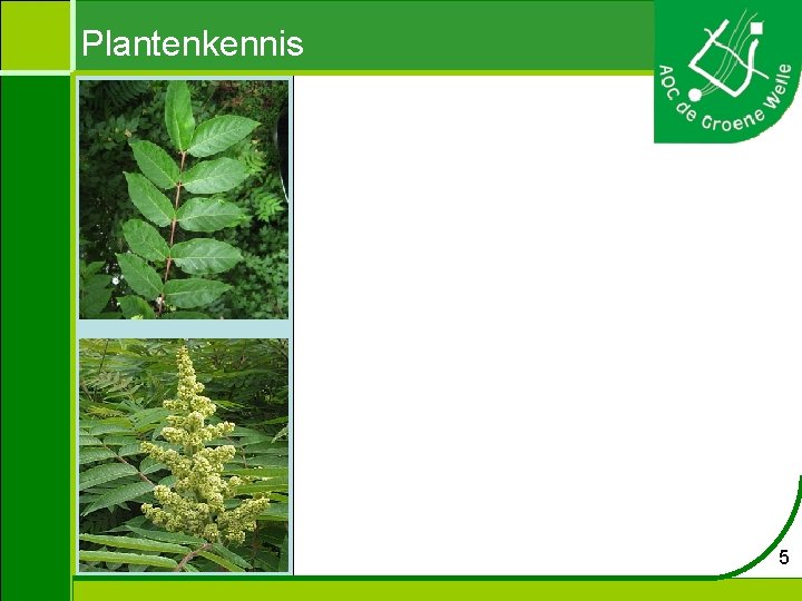 Plantenkennis 5 