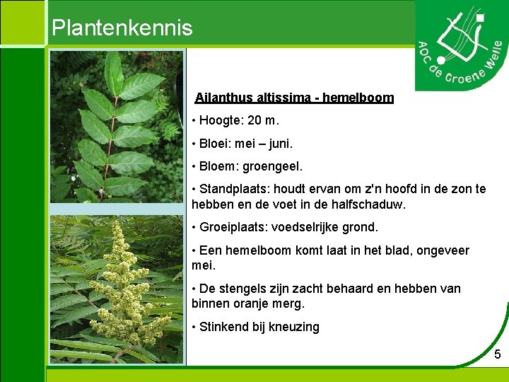 Plantenkennis Ailanthus altissima - hemelboom • Hoogte: 20 m. • Bloei: mei – juni.