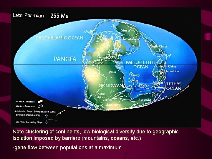 Note clustering of continents, low biological diversity due to geographic isolation imposed by barriers