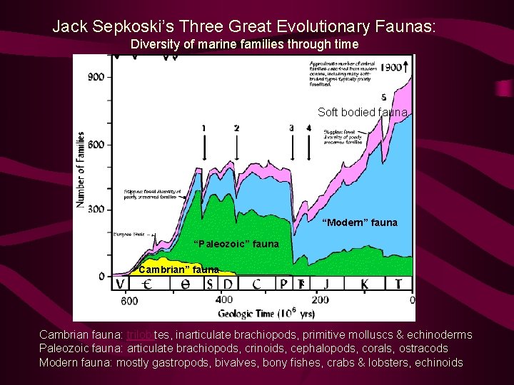Jack Sepkoski’s Three Great Evolutionary Faunas: Diversity of marine families through time Soft bodied