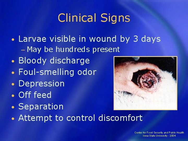 Clinical Signs • Larvae visible in wound by 3 days − May • •