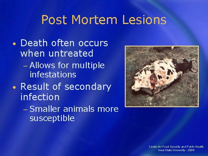 Post Mortem Lesions • Death often occurs when untreated − Allows for multiple infestations