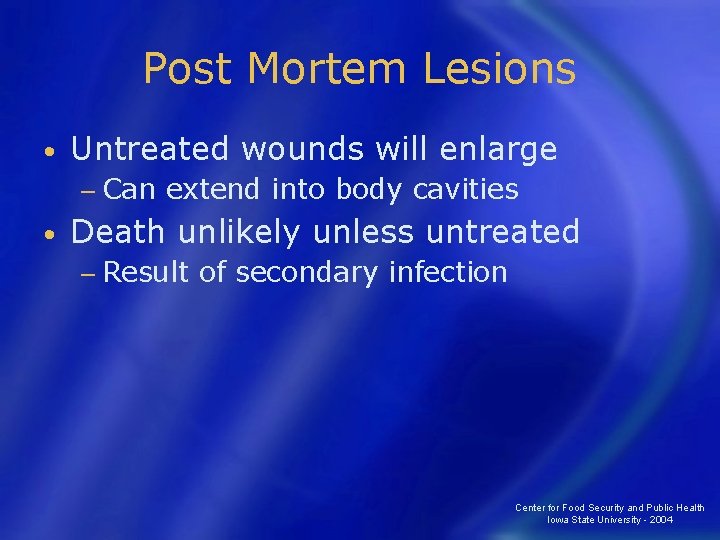 Post Mortem Lesions • Untreated wounds will enlarge − Can • extend into body