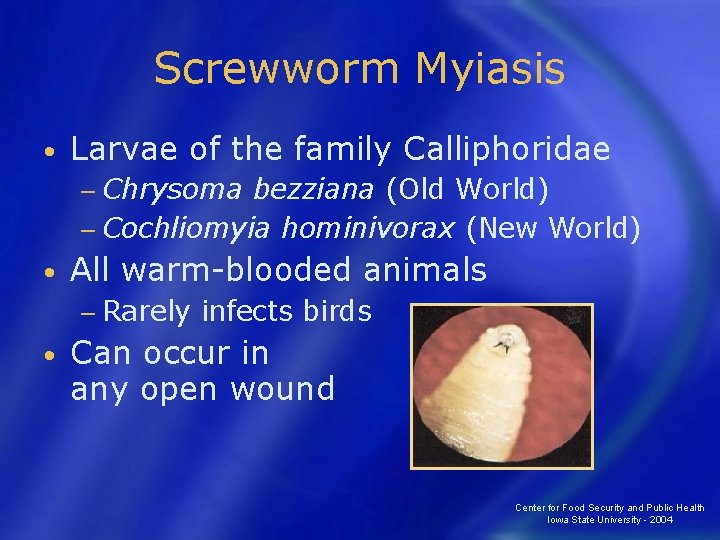 Screwworm Myiasis • Larvae of the family Calliphoridae − Chrysoma bezziana (Old World) −