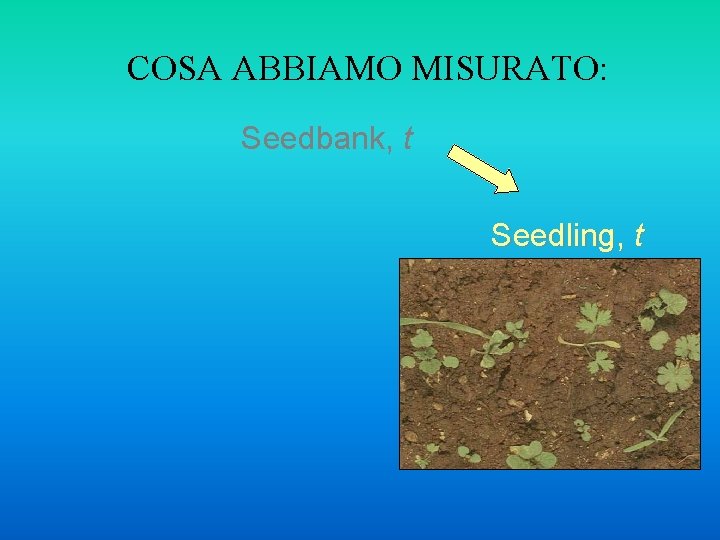 COSA ABBIAMO MISURATO: Seedbank, t Seedling, t 