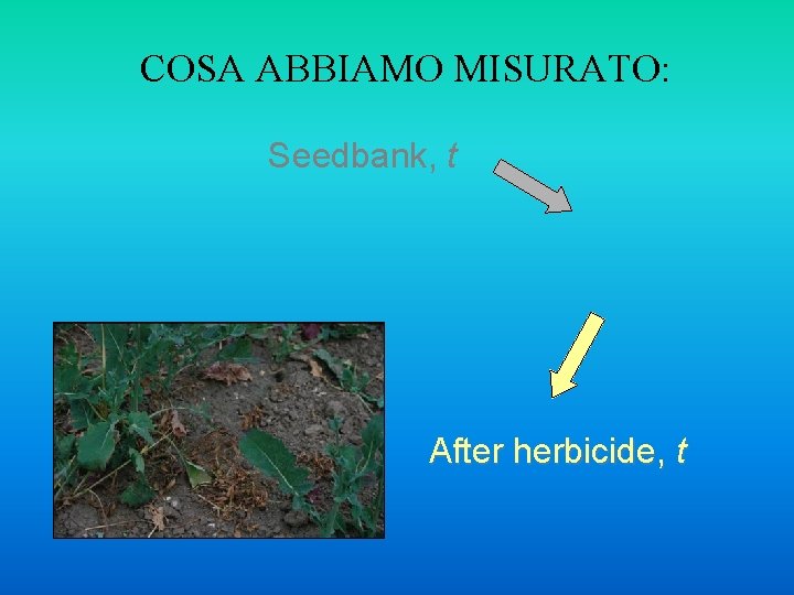 COSA ABBIAMO MISURATO: Seedbank, t After herbicide, t 