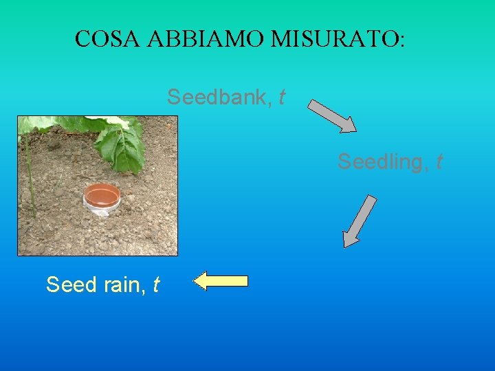 COSA ABBIAMO MISURATO: Seedbank, t Seedling, t Seed rain, t 