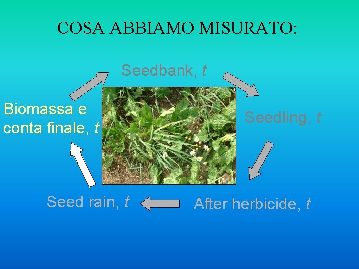 COSA ABBIAMO MISURATO: Seedbank, t Biomassa e conta finale, t Seed rain, t Seedling,