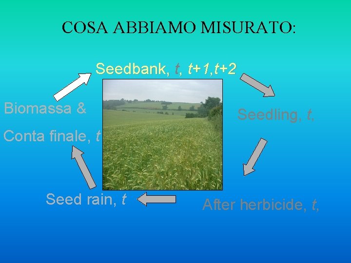 COSA ABBIAMO MISURATO: Seedbank, t, t+1, t+2 Biomassa & Seedling, t, Conta finale, t