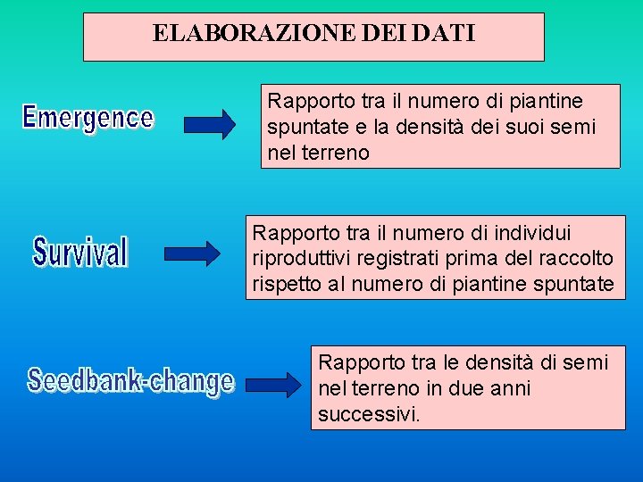 ELABORAZIONE DEI DATI Rapporto tra il numero di piantine spuntate e la densità dei