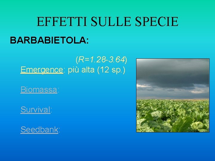 EFFETTI SULLE SPECIE BARBABIETOLA: (R=1. 28 -3. 64) Emergence: più alta (12 sp. )