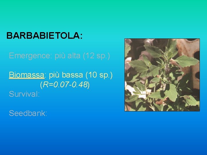 BARBABIETOLA: Emergence: più alta (12 sp. ) Biomassa: più bassa (10 sp. ) (R=0.