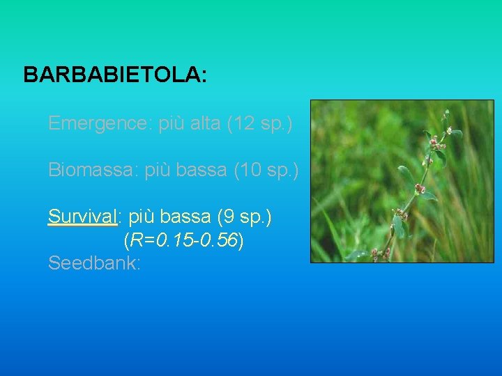 BARBABIETOLA: Emergence: più alta (12 sp. ) Biomassa: più bassa (10 sp. ) Survival: