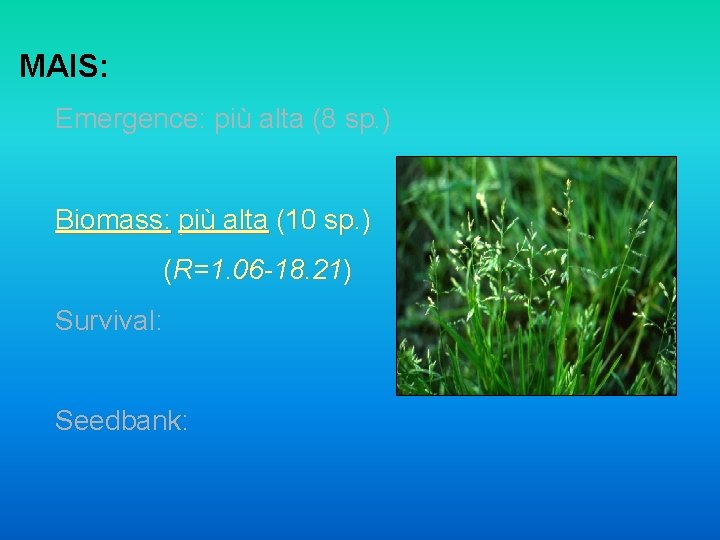 MAIS: Emergence: più alta (8 sp. ) Biomass: più alta (10 sp. ) (R=1.