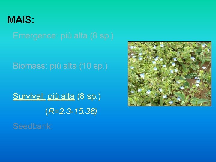 MAIS: Emergence: più alta (8 sp. ) Biomass: più alta (10 sp. ) Survival: