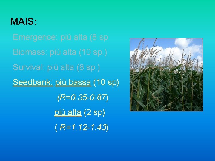 MAIS: Emergence: più alta (8 sp Biomass: più alta (10 sp. ) Survival: più