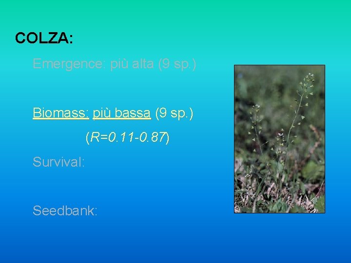 COLZA: Emergence: più alta (9 sp. ) Biomass: più bassa (9 sp. ) (R=0.