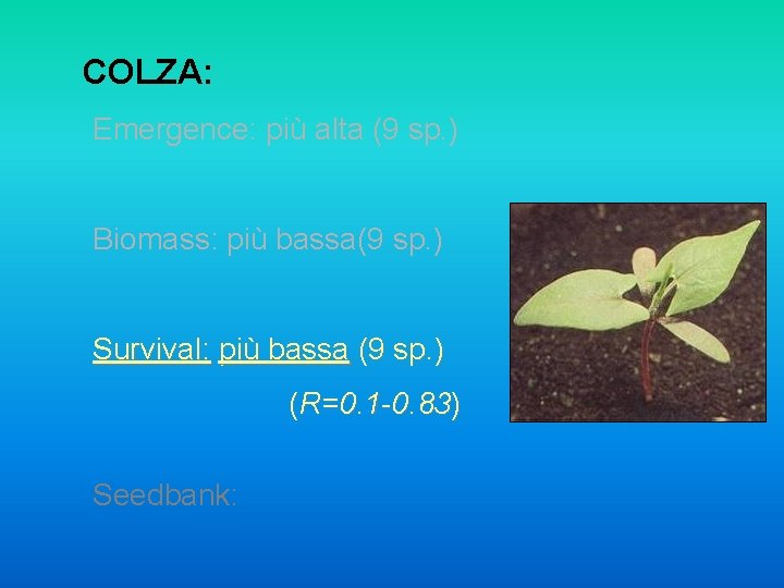 COLZA: Emergence: più alta (9 sp. ) Biomass: più bassa(9 sp. ) Survival: più