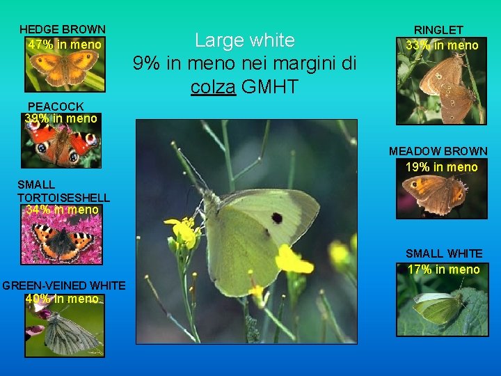 HEDGE BROWN 47% in meno Large white 9% in meno nei margini di colza