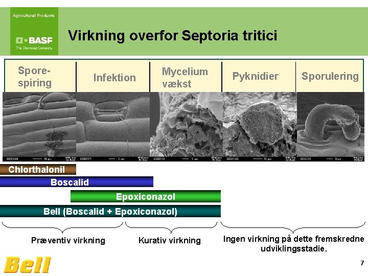 Agricultural Products Virkning overfor Septoria tritici Sporespiring Infektion Mycelium vækst Pyknidier Sporulering Chlorthalonil Boscalid