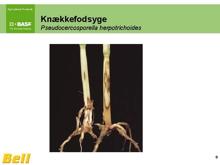 Agricultural Products Knækkefodsyge Pseudocercosporella herpotrichoides 9 