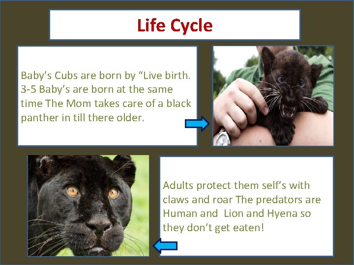 Life Cycle Baby’s Cubs are born by “Live birth. 3 -5 Baby’s are born