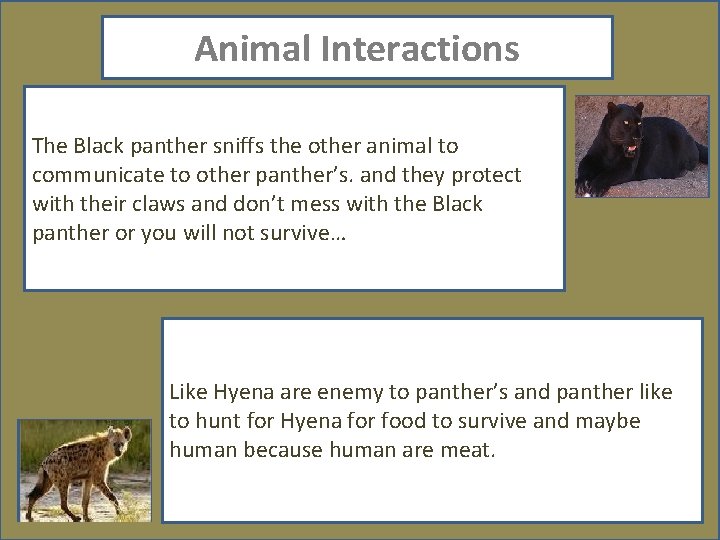 Animal Interactions The Black panther sniffs the other animal to communicate to other panther’s.