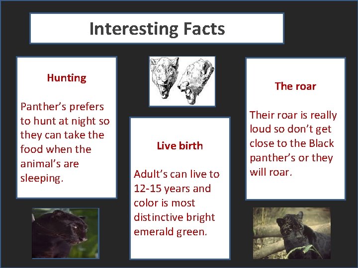 Interesting Facts Hunting Panther’s prefers to hunt at night so they can take the