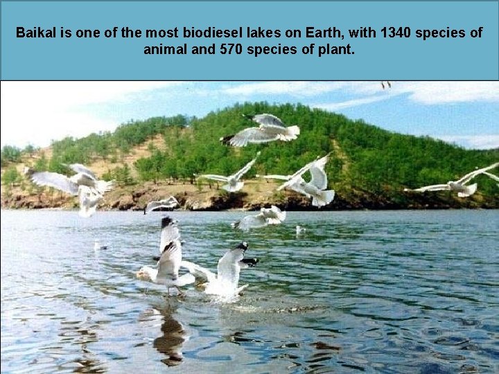Baikal is one of the most biodiesel lakes on Earth, with 1340 species of