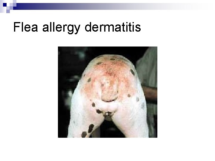 More about Ectoparasites Laboratory Procedures Remember Ectoparasites Major