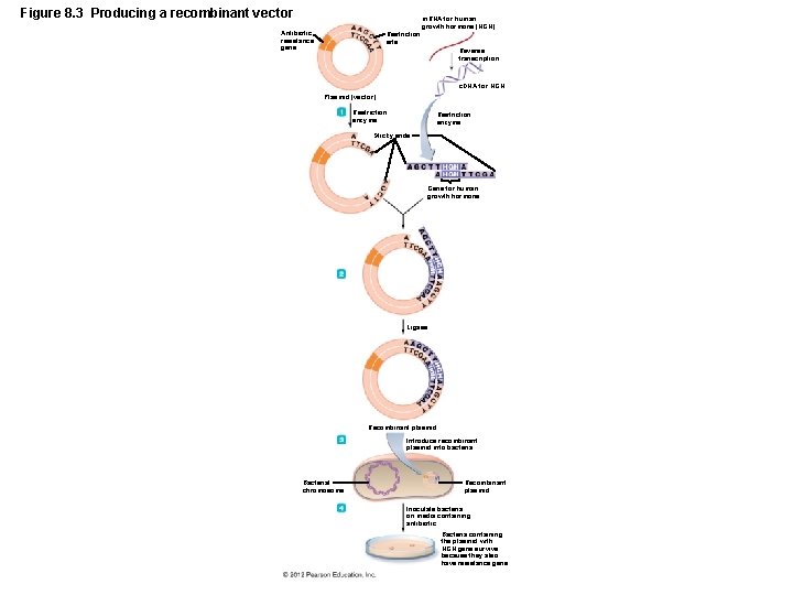 Figure 8. 3 Producing a recombinant vector m. RNA for human growth hormone (HGH)