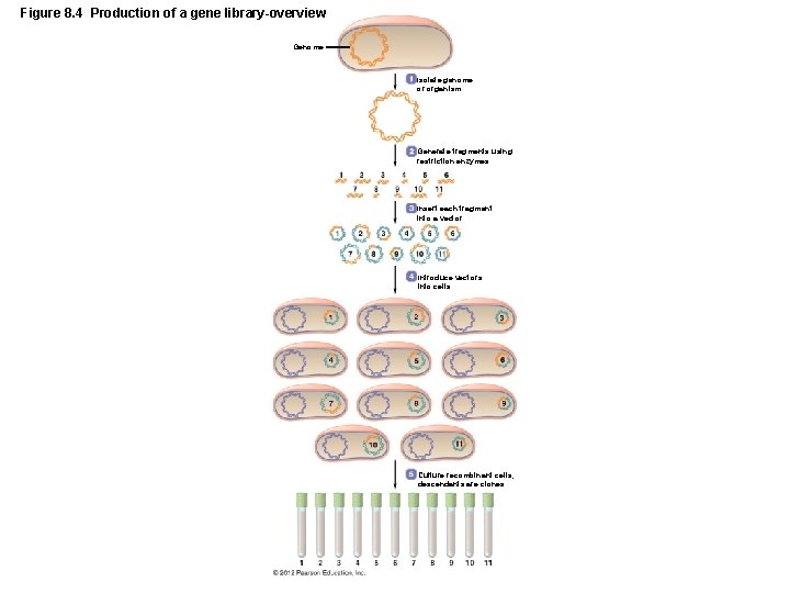 Figure 8. 4 Production of a gene library-overview Genome Isolate genome or organism. Generate