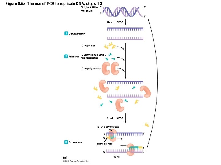 Figure 8. 5 a The use of PCR to replicate DNA, steps 1 -3