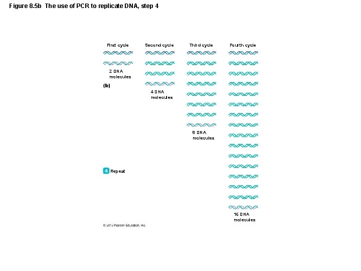 Figure 8. 5 b The use of PCR to replicate DNA, step 4 First