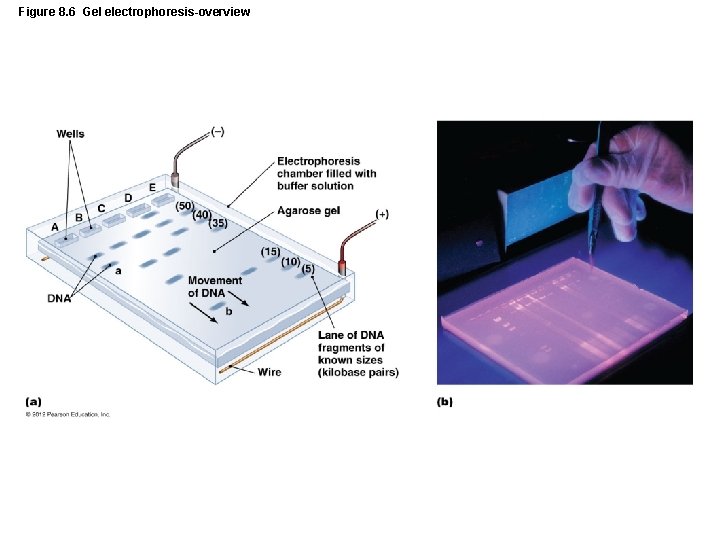 Figure 8. 6 Gel electrophoresis-overview 