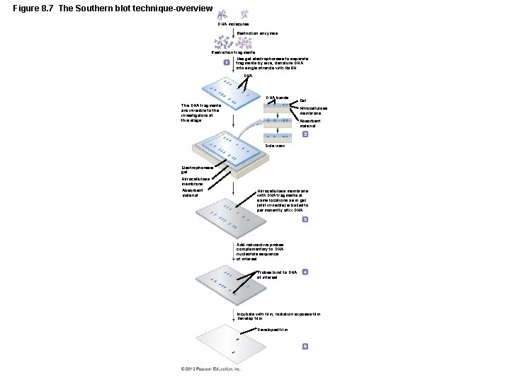 Figure 8. 7 The Southern blot technique-overview DNA molecules Restriction enzymes Restriction fragments Use
