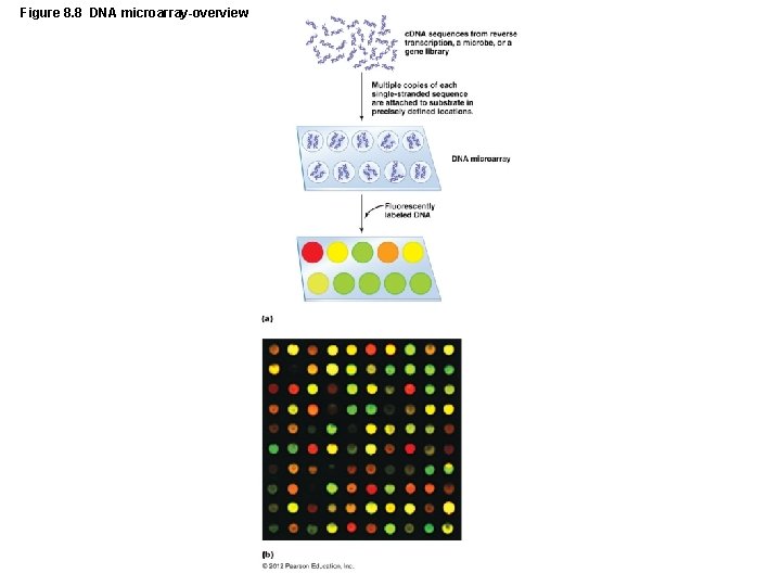 Figure 8. 8 DNA microarray-overview 