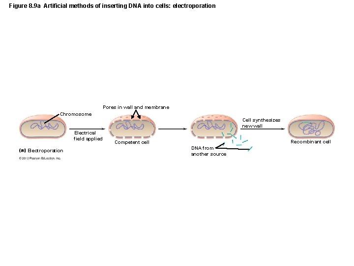 Figure 8. 9 a Artificial methods of inserting DNA into cells: electroporation Pores in