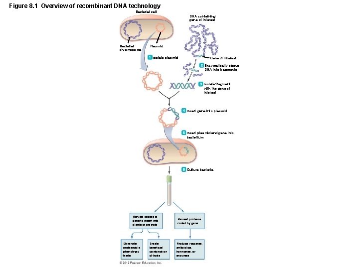 Figure 8. 1 Overview of recombinant DNA technology Bacterial cell DNA containing gene of