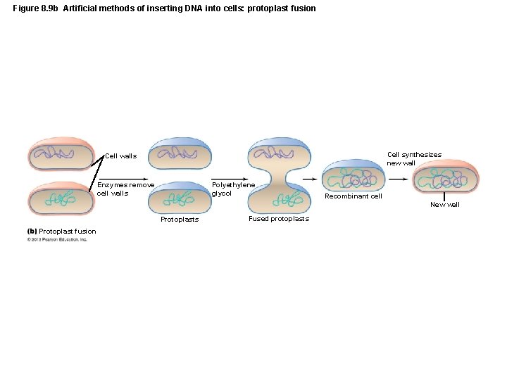Figure 8. 9 b Artificial methods of inserting DNA into cells: protoplast fusion Cell