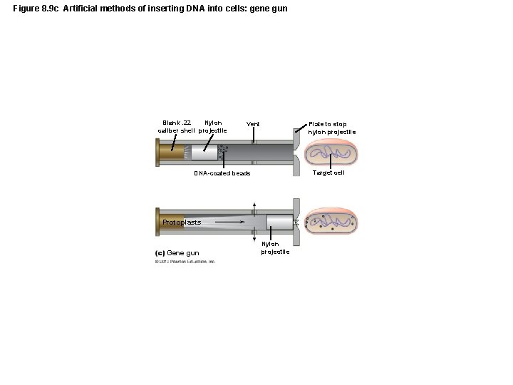 Figure 8. 9 c Artificial methods of inserting DNA into cells: gene gun Blank.