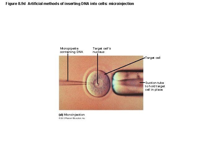 Figure 8. 9 d Artificial methods of inserting DNA into cells: microinjection Micropipette containing