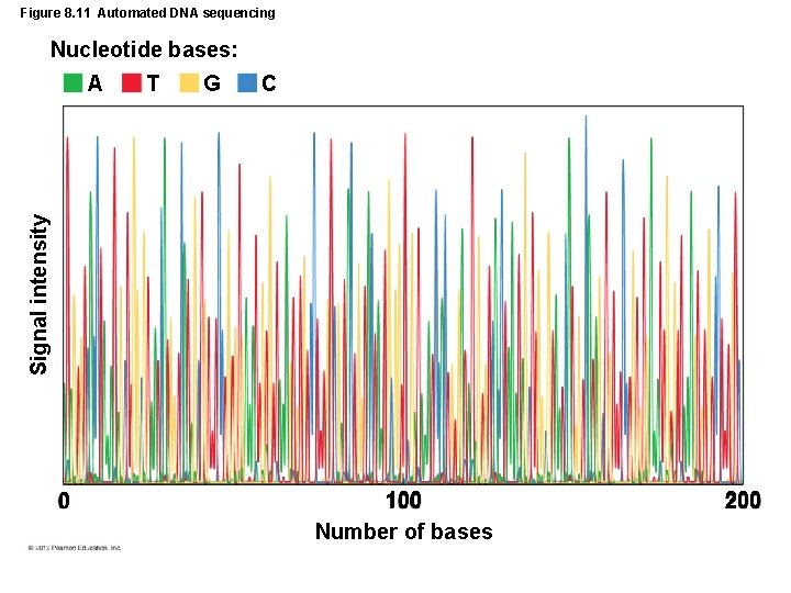 Figure 8. 11 Automated DNA sequencing Nucleotide bases: T G C Signal intensity A