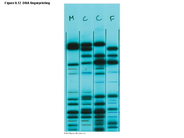 Figure 8. 12 DNA fingerprinting 
