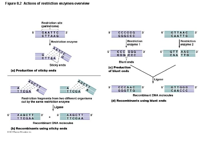 Figure 8. 2 Actions of restriction enzymes-overview 