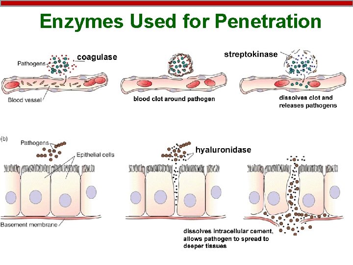 Enzymes Used for Penetration 