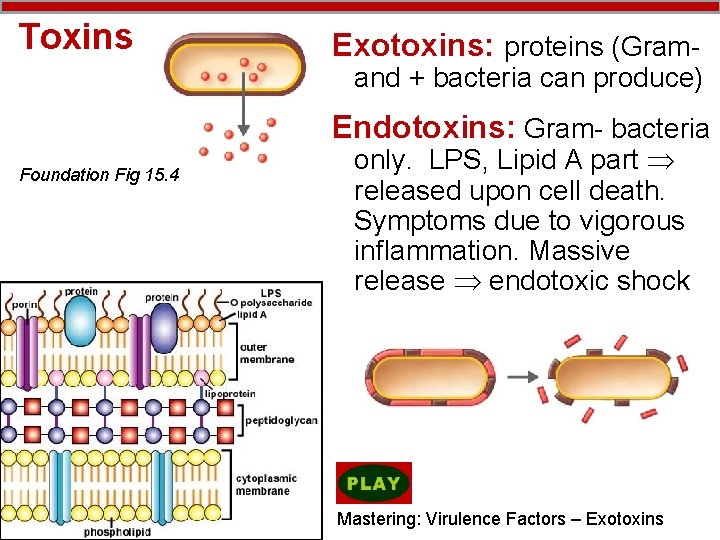 Toxins Exotoxins: proteins (Gram- and + bacteria can produce) Endotoxins: Gram- bacteria Foundation Fig